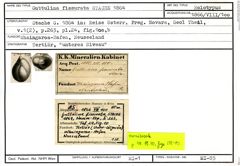 Karteikarte zum Holotyp von Guttulina fissurata Stache, 1864